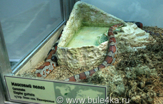 Маисовый полоз,