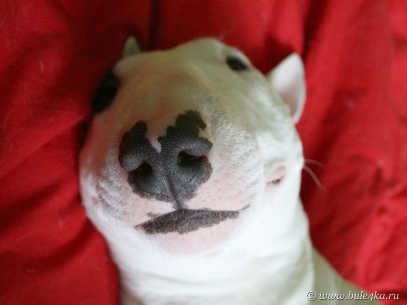 Все самые красивые собаки Мира Bull-terrier-mini-4