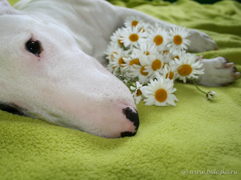 мира - Все самые красивые собаки Мира Bullterrier_with_camomile