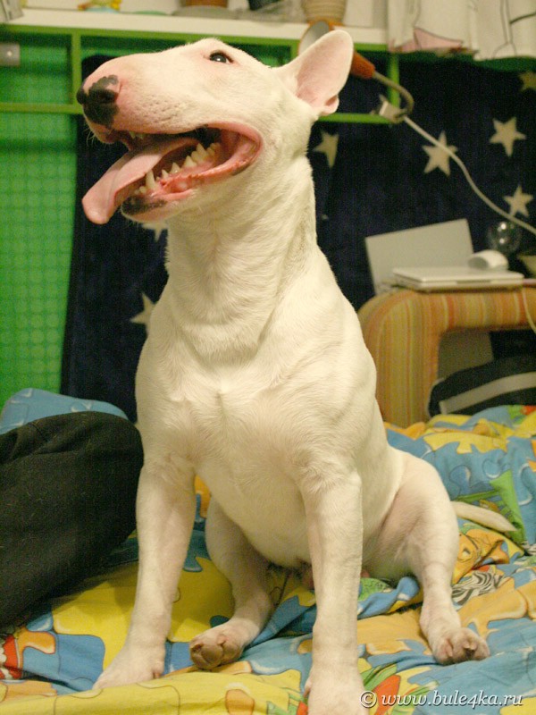 Все самые красивые собаки Мира Mini-bull-terrier-4