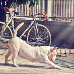 Shaitow bull terrier