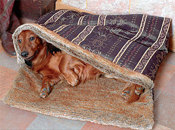 Лежанка для собаки своими руками — инструкции по созданию из ткани, дерева, фанеры